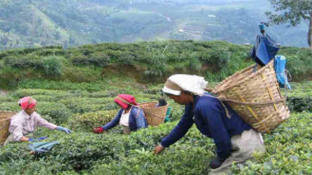 Centre Sanctions ₹313 Crore for North Bengal Tea Workers