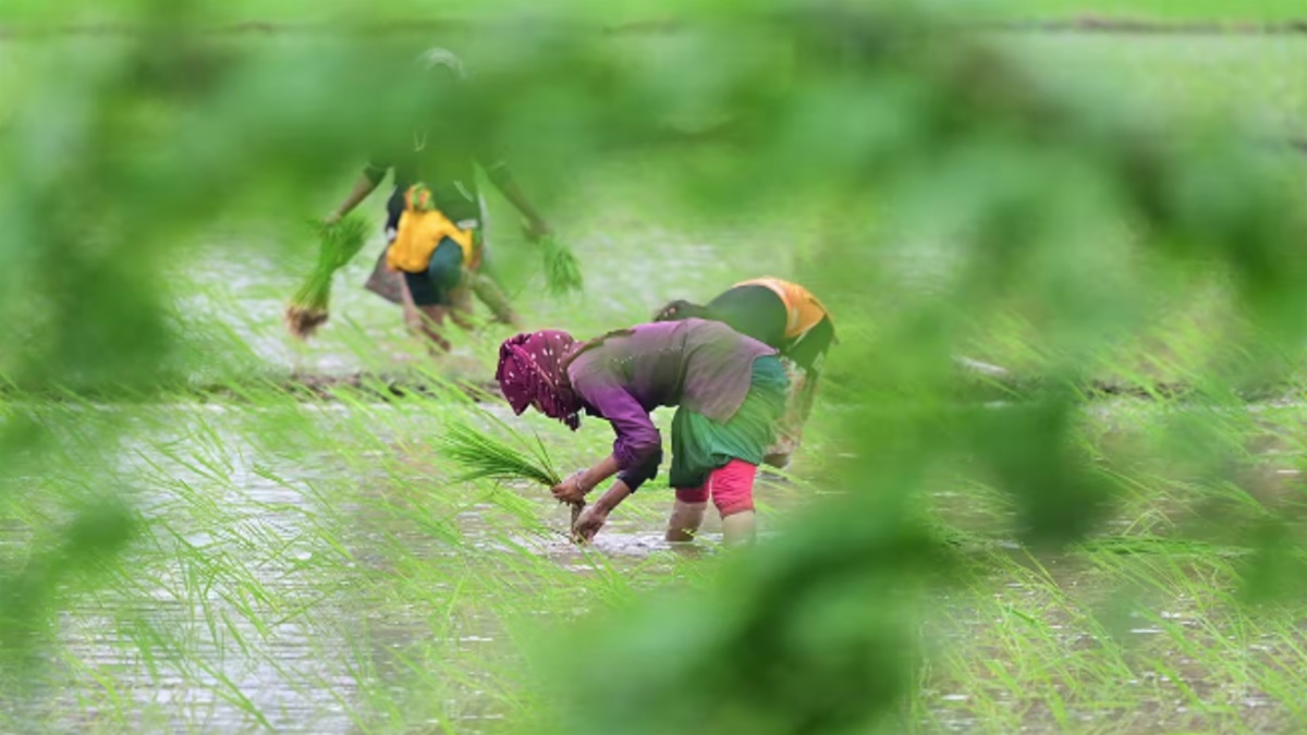 El Niño Threatens Rabi Crops, Raises Foodgrain Output Concerns